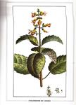 PLANTES MEDICINALES TROPICALES. Tome II: Bignone - Coutoubée | 9999900019049 | Chenu, Jacques | Llibres de Companyia - Libros de segunda mano Barcelona